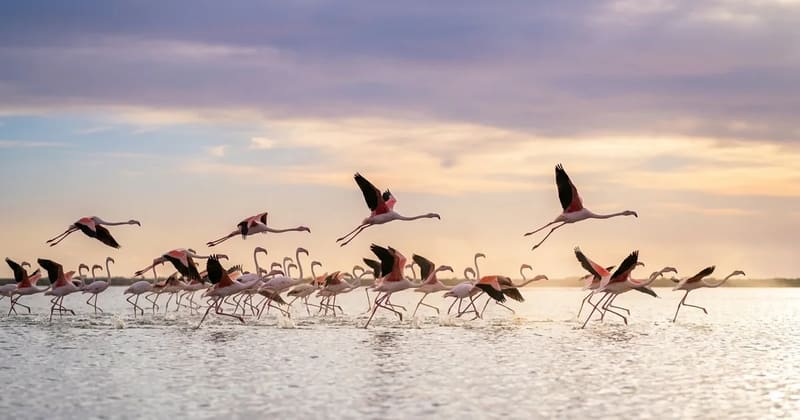 Do Flamingos Fly?